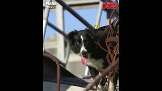 Super Power Dogs * Rescue Dogs * Advanced Rescue Dogs * Rescue Dog Footage * Rescue Dog Video