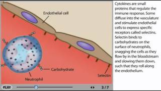 Inflammation Animation | Inflammatory response