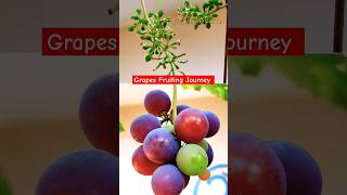 Grapes Flowering & Fruiting Journey #Shorts #GrapesVariety #gardeningshorts #gardenshorts