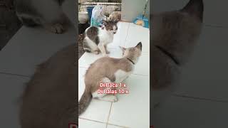 Di Baca 1x Dibalas 10x #cat #kucing #cats #catmotivation #funnycats #sholawatjibril #sholawatrezeki