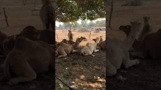 Camels #camel #youtubeshorts #youtubevideos #animals #ytshorts #shorts