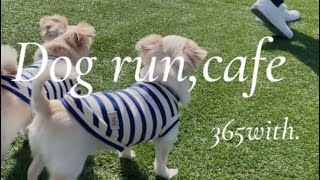 さんまとすだちのとある休日🐾ドッグラン＆ドッグカフェで過ごす1日☕️【Dog run,cafe】