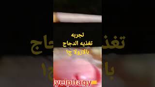 تجربه تغذيه الدجاج بالازولا الجزء ١