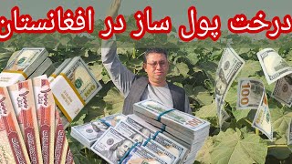 با این درخت میلیونر شوید معلومات مکمل در مورد پالونیا