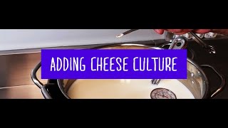 03 - Basic Steps of Hard Curd Cheese Making -  Adding Cheese Culture