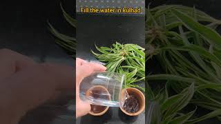 Propogating #spiderplant | using old tea #kulhad #shorts #viralvideo