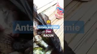 ingatt !! buntal atau fugu adalah ikan beracun