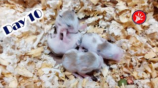 Roborovski Dwarf Hamster Babies Growing Up | Hamster Survival 🐹37