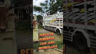 PERSIAPAN PENGIRIMAN LUAR JAWA #peternaksapi #sapiindonesia #bredingsapi #sapi #cow #shorts