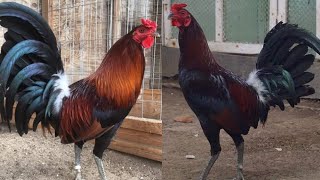 MCLEAN  HATCH BLUE  LEGGED | PAARAW MUNA