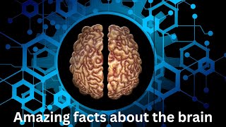 Amazing Facts About the Human Brain