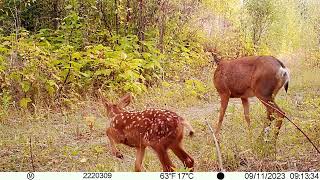 Mule Deer Doe and Fawn Sept 2023