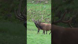 Herd of Big Bull Elk in the Rocky Mountain National Park #bullelk