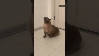 Cat Asking to Open the Door at 6AM