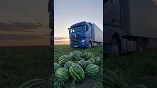 Арбуз Конго суходол 🍉🚛