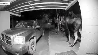 Moose drops a nasty surprise at family's doorstep