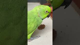 Mubee the African Ringneck parrot Stole ate my Cookie l🍪