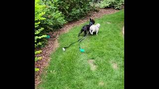 Bulldogs Playing... #puppy #bulldog #dog #puppyvideos #dogbreed #englishbulldog #puppypic #cutedogs