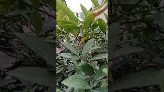 لیمن۔فلاورنگ۔بھرپورفروٹنگ۔ملچنگ فوائدHow to get maximum fruiting of Lemon during summer