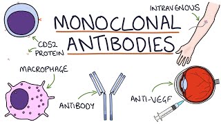 How do monoclonal antibodies work? Rituximab, infliximab, adalimumab and others