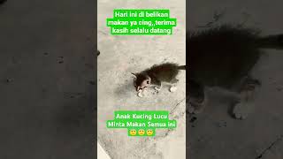 anak kucing lucu #catlover #cat #catvideos