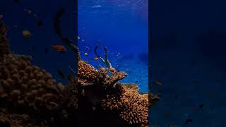 wild and free ocean #maldives #sorts #shortsfeed#shorts#viral #video #vibes #viralshorts#viralvideo