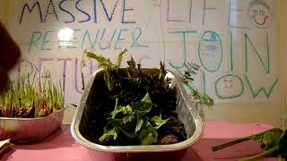 Recycling Spinach Waste, massive return - lets create zero waste world - CONTRIBUTE NOW,  see Desc↓↓