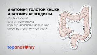 Анатомия толстой кишки. Анатомия аппендикса