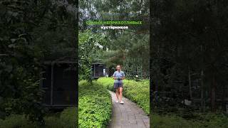 Больше видео с подборками растений для вашего сада в аккаунте @garden_foresta