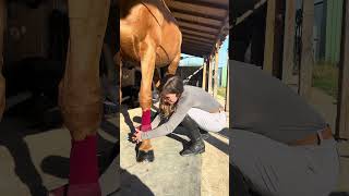 🐎🤕 Comment poser des bandes de travail, repos ... ? #horse #equestrian #cheval