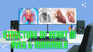 Heart of Aves & Mammals