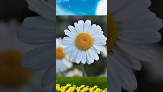 Flower Wallpaper | flower image | #shorts