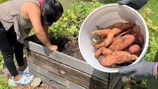 First Time Harvesting Sweet Potatoes in the Northwest Florida Panhandle