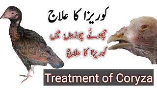 chuzon main Coryza ka ilaj | Treatment of Coryza in chicken