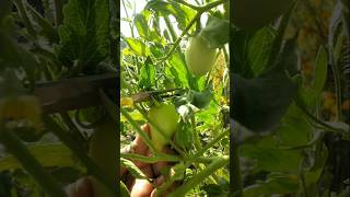 Harvested fresh raw tomatoes to add to the dish #nature #farming #tomato #shorts