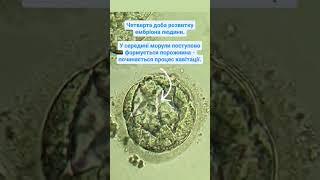 The fourth day of human embryo development. Четверта доба розвитку ембріона людини. #embrio #morula