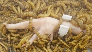 Supee Worms VS Chicken Leg