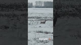 Край не пуганных косуль 🦌