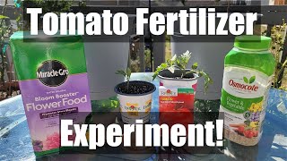 Tomato Fertilizer Experiment (Bloom Booster vs. Balanced) Pt.1 [Adv.12]