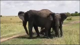 Incredible Elephants Mud bath