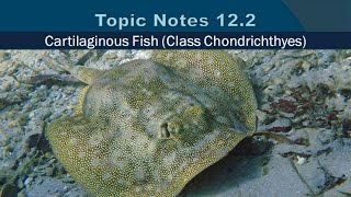 Topic Notes 12 2   Cartilaginous Fish 2020