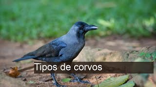 Descubra os Fascinantes Tipos de Corvos: Curiosidades e Características!