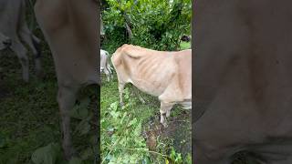 Pemberian vitamin sapi indukan setelah sakit.#shorts #animals #cow