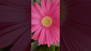 gerbera #houseplants #gardeningplants #plantas #gerbera #flores