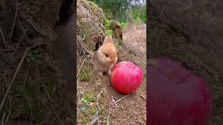 Bunny vs Apple