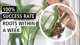 100% Propagation Success Rate! How I Propagate Expensive, Sensitive Rare Plants