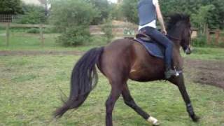 Xx new pony Xx