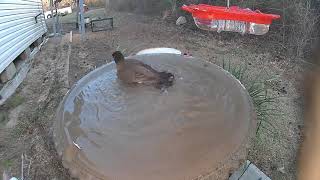 Mar 13 2022 Daily Backyard Birds UNEDITED Birdfy Cam #caughtonNetvue