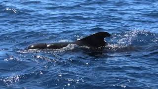 Short-Finned Pilot Whales Floating at the Surface!