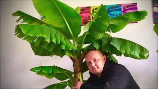 87.🌴🍌Musa Acuminata 'Dwarf Cavendish' Przesadzanie do większej donicy🍌29.04.2020🍌🌴